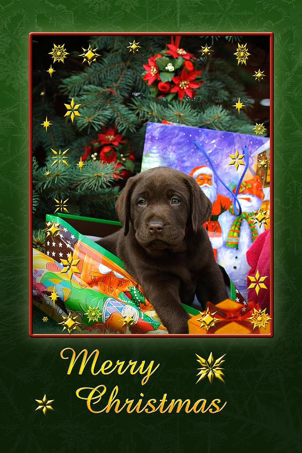 GrumpyDogCindy's tweet photo. @GrumpyDogCindy #GrumpyDogCindy  #merryxmas #MerryChristmasEveryone #merrychristmas #dogs #dogsoftwitter #labrador https://t.co/1WT10CIOuH