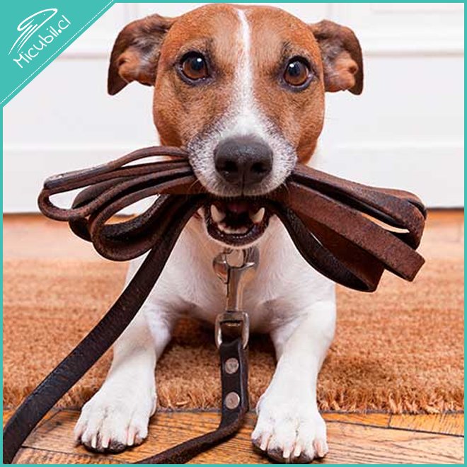 [Reviews.com] El mejor alimento para #perros: Todo está en la calidad de los ingredientes: bit.ly/1TMgHdk