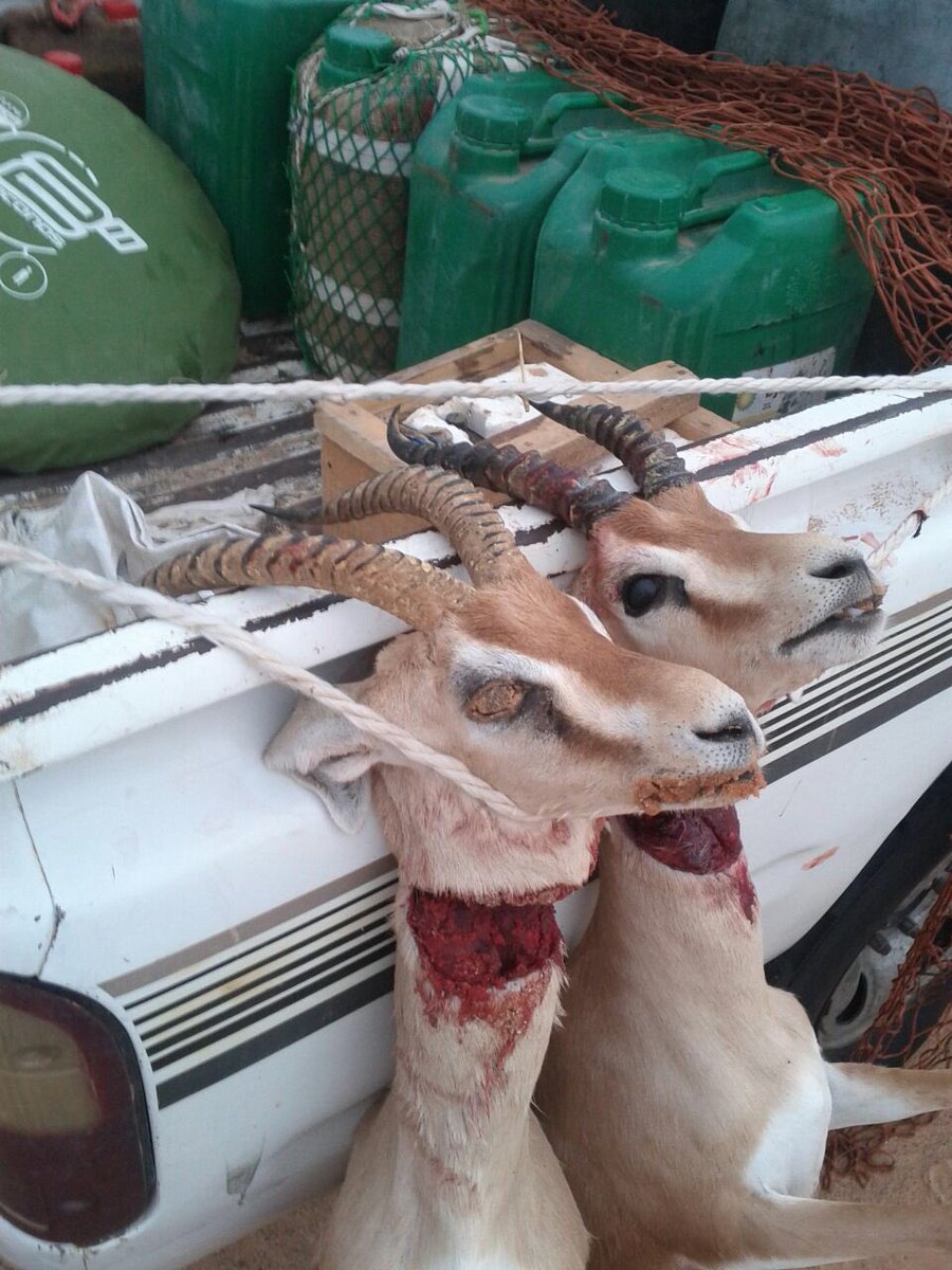 شوقه ارز في خافقي سم نابه 
من يوم شفته لا قراده ولا نحس