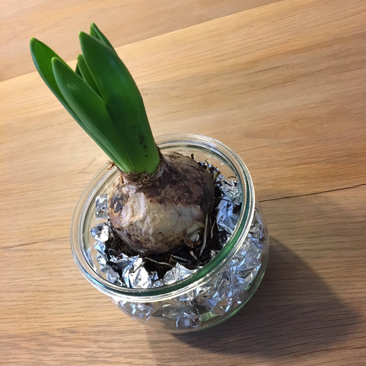 Vitamientjes weer in huis! Altijd leuk zo'n presentje voor de #feestdagen #hyacinth #bollen <a href="/VinkFruit/">Vink Fruitboerderij</a> dankjewel 😀 Fijne feestdagen 🎄