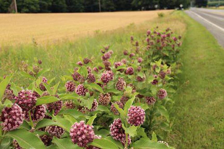 USDA_NRCS's tweet image. A little milkweed on the edge of a farm goes a long way for monarch butterflies. ow.ly/OWzJh