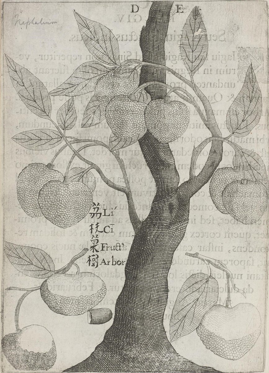 Flora sinensis (1656) is one of the 1st #NaturalHistory books on China by a European. More via <a href="/kewgardens/">KewGardens</a> s.si.edu/2gT2CiZ #HistSci