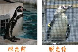 脱走ペンギン 脱走ペンギン