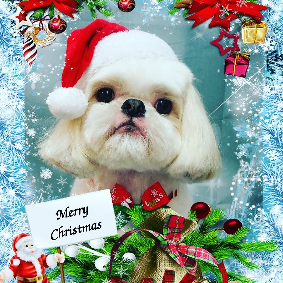 jackiet28's tweet photo. @ERuthuk @EamonnHolmes @RuthieeL Hope you have a Fabulous Christmas and a very Successful N.Y. hugs from #Alfiethomas https://t.co/Wdmgc1hgEl