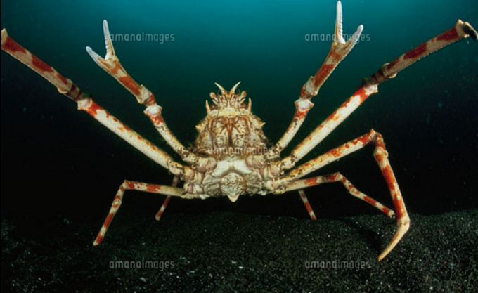 タカアシガニのtwitterイラスト検索結果 古い順