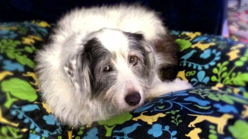 URI_NYC's tweet photo. Read more of this #TBT article from @Jezebel featuring our #URIPALS program https://t.co/xguWiBMzlS #petsarefamilytoo #dv #endDV https://t.co/Yt24LFXW1c