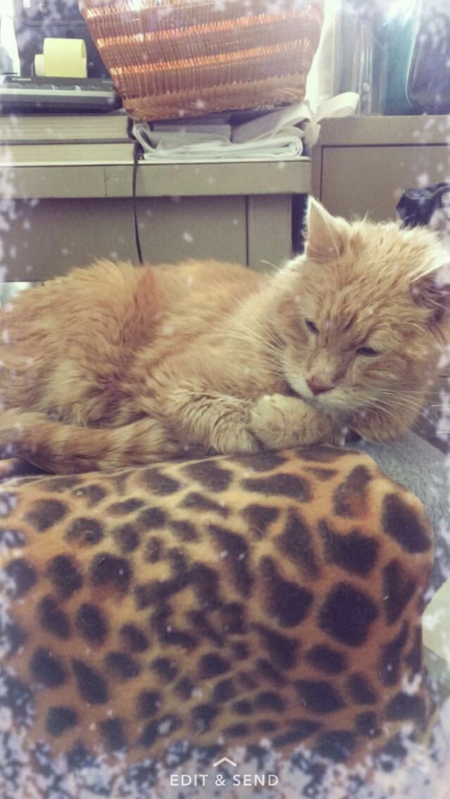 WilliamtheCat2's tweet photo. Napping in a winter wonderland. https://t.co/ocOQoVxlZR