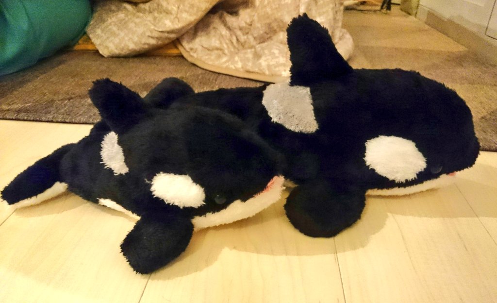 みかづき フレンズ A Twitter 鴨川シーワールドに行ってきました 平日に行けるなんて貴重すぎ ショーも施設も全部見れたし大満足 お土産コーナーにシャチくじってのあってやってみたら5等と4等 親子みたいで可愛い あとお姉さんが こちらからお顔選んでお持ち