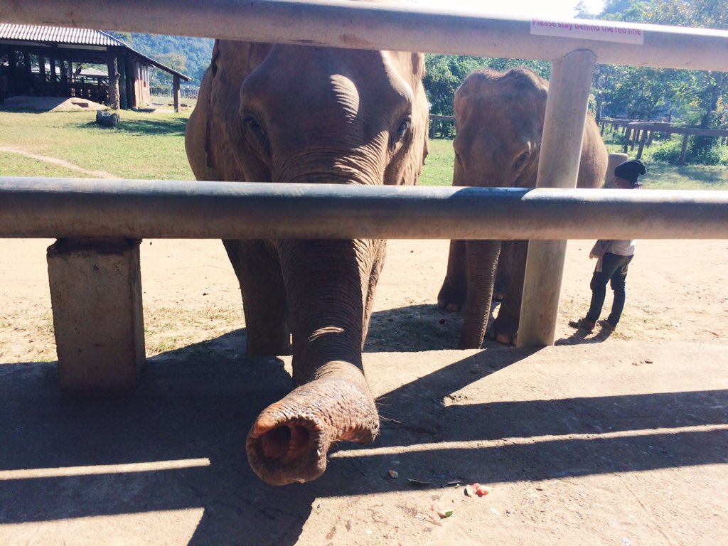 Emily_Reiman's tweet photo. Elephant Nature Park ❤️Chiang Mai, Thailand https://t.co/gH7e0UsSjF