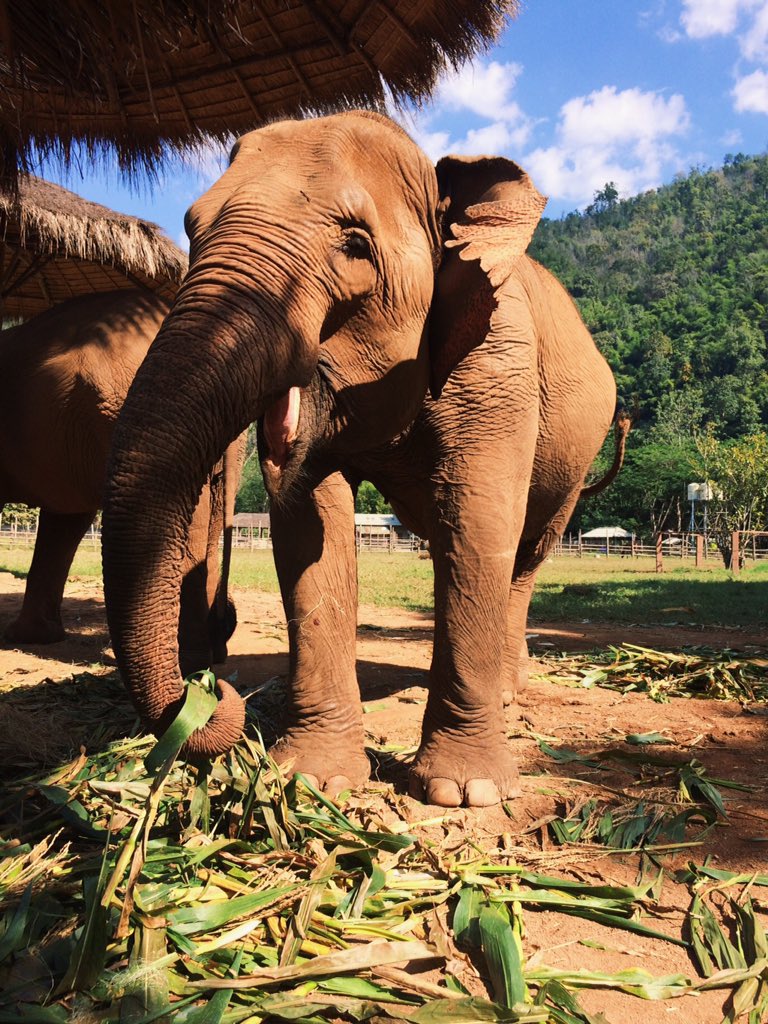 Emily_Reiman's tweet photo. Elephant Nature Park ❤️Chiang Mai, Thailand https://t.co/gH7e0UsSjF