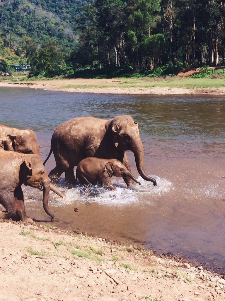 Emily_Reiman's tweet photo. Elephant Nature Park ❤️Chiang Mai, Thailand https://t.co/gH7e0UsSjF