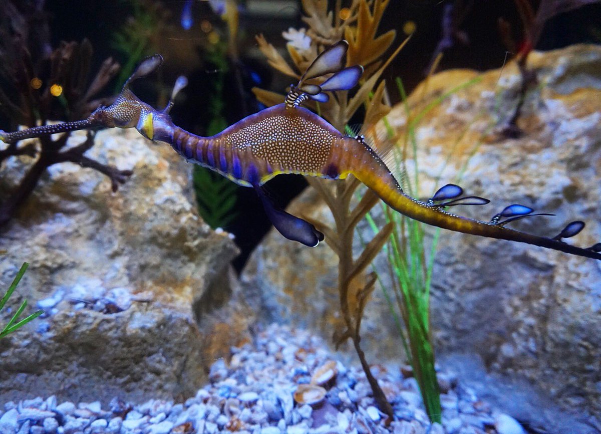 Compass_Q's tweet photo. #birchaquarium #birch #lajolla #underwaterphotography #marinelife #seahorse #sony #sonyimages #sonyphotography #blacktravel #travelmore https://t.co/4M27TGx3hh