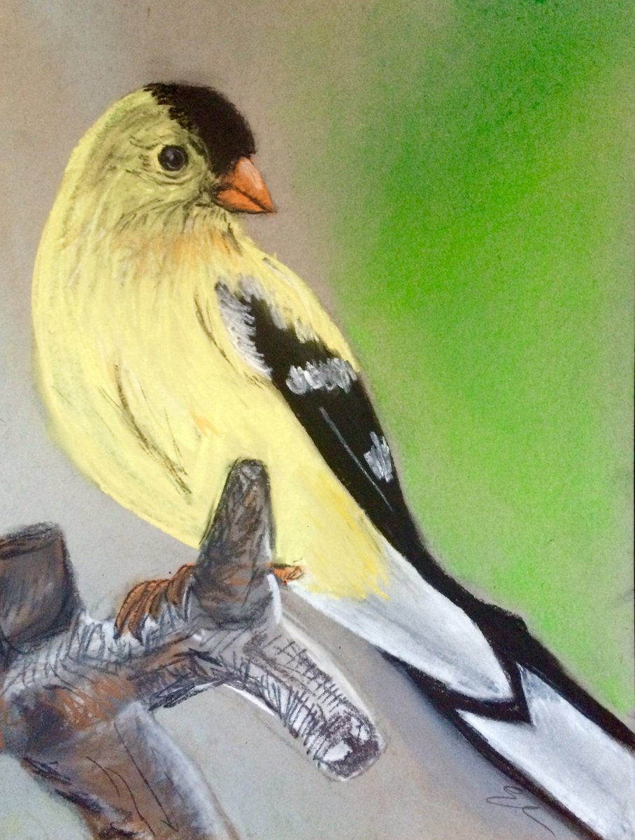 emkhowley's tweet photo. Fun with homophones, part 2, for Day 47 of the #100daysproject. A gold finch for Roger Finch. #goldhearted #dirtybird #BLS2016 https://t.co/rIUvXbzSGo