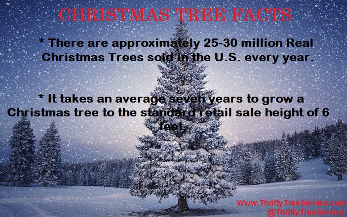 ThriftyTreeInc's tweet photo. Christmas Tree Facts !! #FunFacts #ThriftyTreeService #OhChristmasTree https://t.co/haY5IWbRML