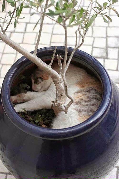 Silviadomi22G's tweet photo. Has anyone seen the cat?
😂😂
@joaquinluquep @mariagr39912290 @vilaandrealili1 @VanessaNut20202 @RosaTrunk @SIMONLERNER1 @henrirouen #TMPLUZ https://t.co/iZ9ND9Kb3o