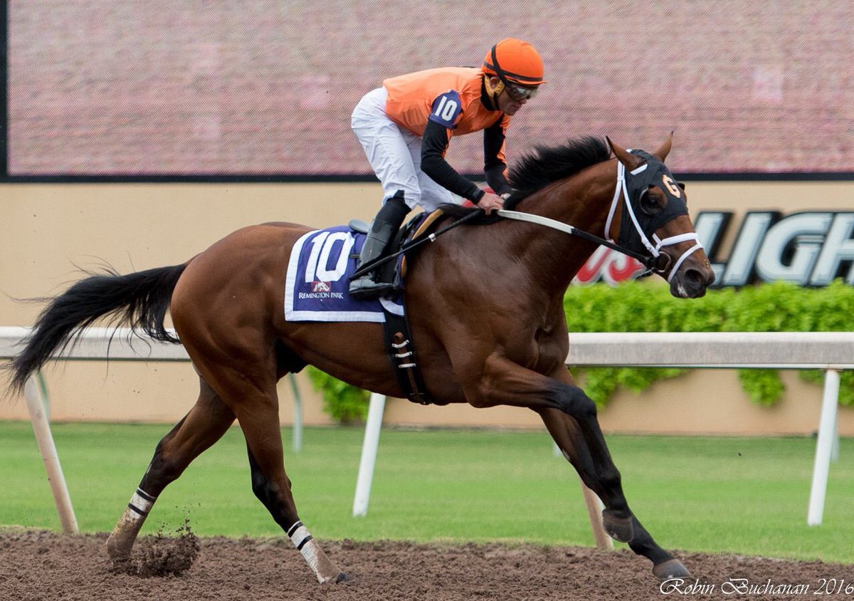 LadyAndTheTrack's tweet photo. 🐎of the meet @RemingtonPark is #CoolArrow and he is also the Champion 2 Year old for the season. Winner of the #SpringboardMile #KipDeville https://t.co/mWSHufr5tU