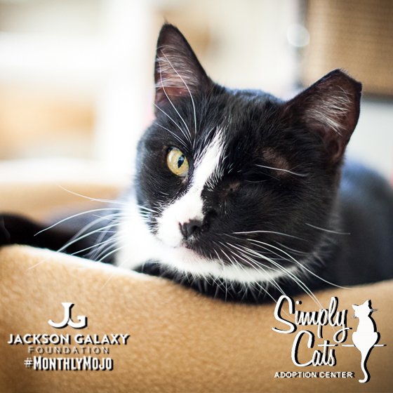 JGalaxyProject's tweet photo. @SimplyCats Simply Cats Adoption Center is December's #MonthlyMojo! Support their work here:
https://t.co/VDktah4JxG https://t.co/lYcP5mEVmS