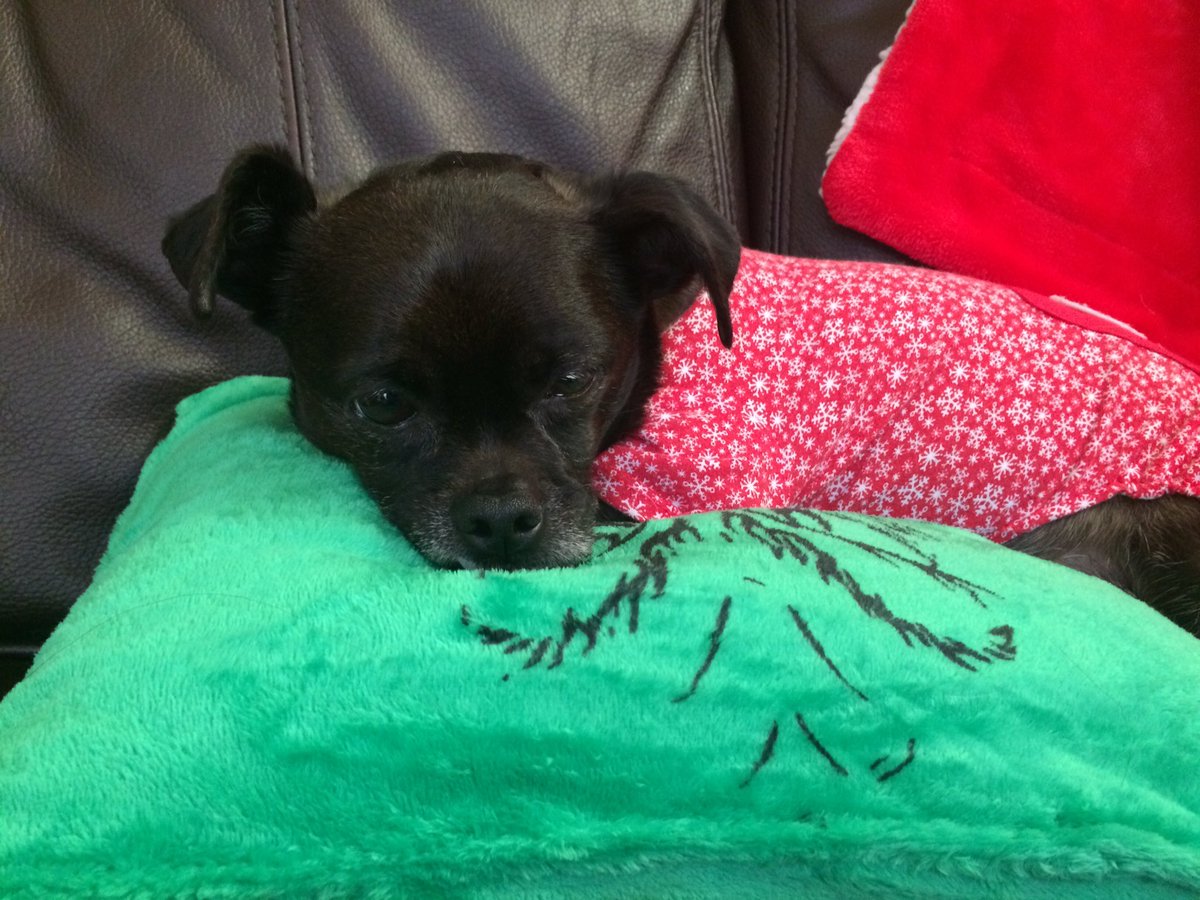 PugPrince tweet picture