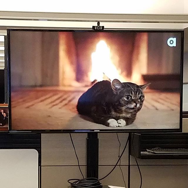 ChoSanJuan's tweet image. @iamlilbub is still going strong! #cat #Kitteh #kittehsofinstagram #catsofinstagram #lilbub… chosanjuan.gameblipsreviews.com/?p=2043