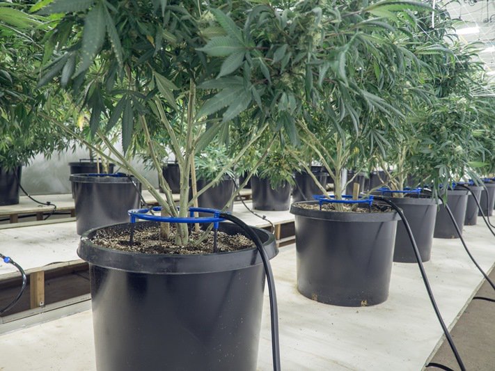 WeedGrowHub's tweet photo. Things Are Changing for Home Growers in Colorado
https://t.co/Hsoez1dwdE
#weedgrowhub #growyourown #GrowColorado #ColoradoCannabis #weed https://t.co/c0BI3RYwSm