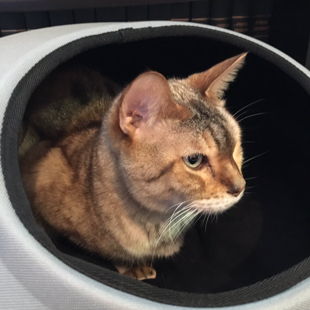RobbinBowler's tweet image. A likes the view from his new cat pod!