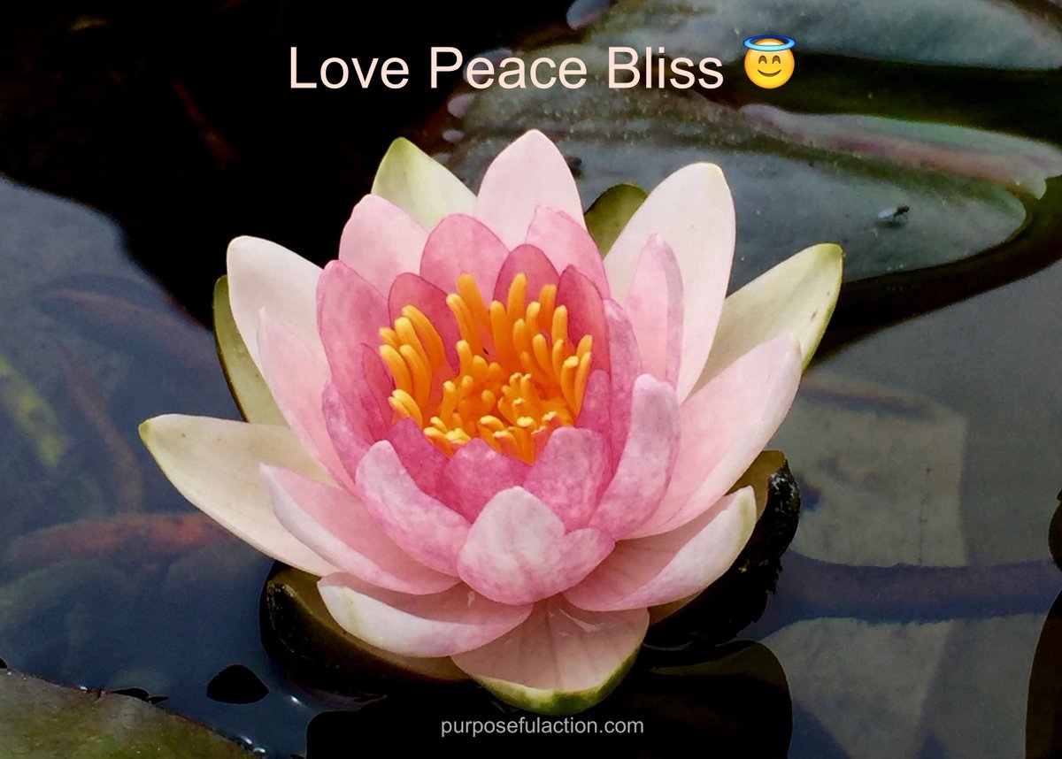 purposefulact's tweet photo. #Gorgeous! Thank You for #sahring #Love #peace #bliss @gypsy_wildrose @PJsPeace @Gypsy_Hawk_3 @RespectYourself @KariJoys @gede_prama 😇 https://t.co/guDzdhMrEV