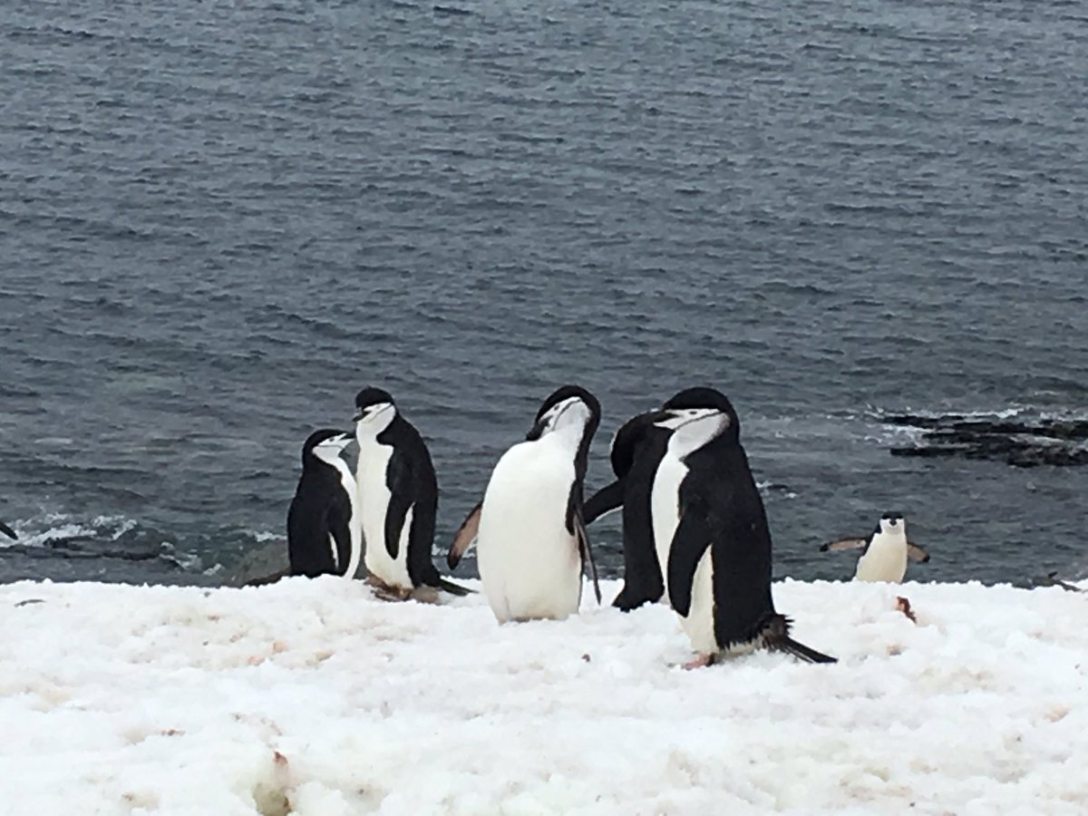 AngGrll's tweet image. Gotta love Chinstraps. #Antarctica @g_expedition