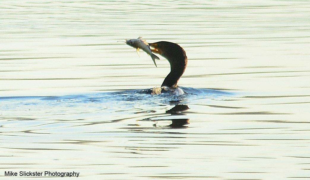 MikeSlickster's tweet photo. Requisite shots of:
#DelawareRiver
#Photography
#TaconyPalmyraBridge
#Philly
#Birding
#PennypackPark's #BaldEagle
#LardnersPoint
#L8tr https://t.co/xuJHw4MVLn