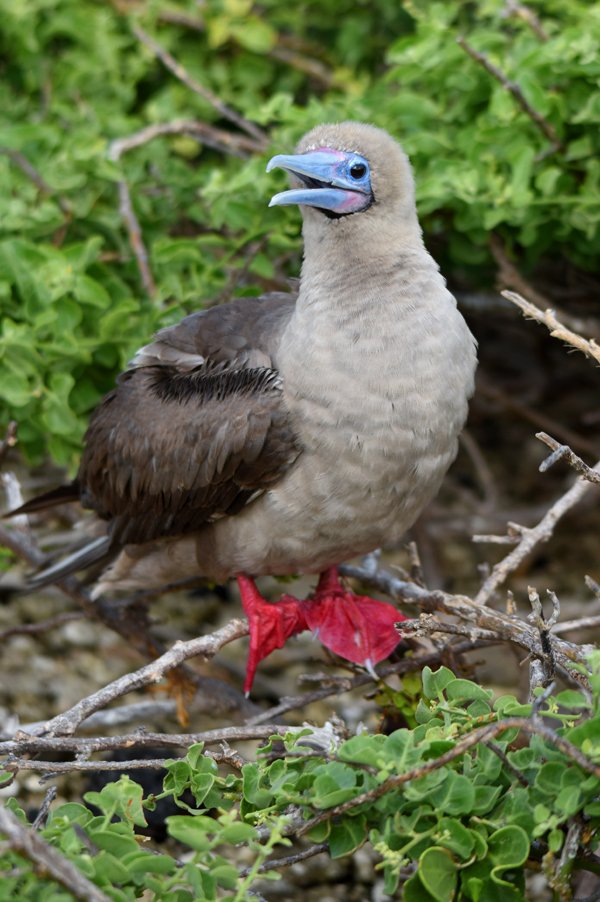 MothClark's tweet photo. Today we have a brown morph & white morph #redfooted #booby, both at Darwin Bay on #Genovesa island in the #Galapagos, #Ecuador last week https://t.co/b92V1G9vJG