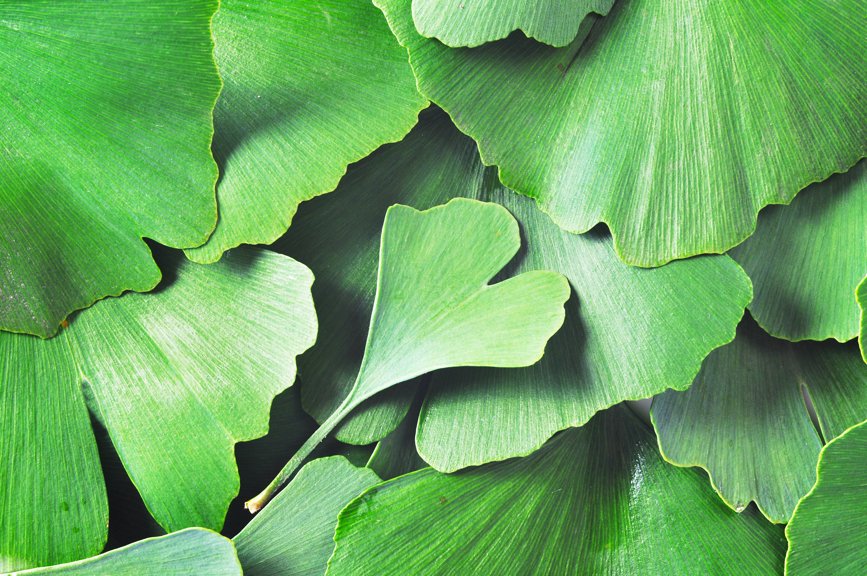 modafinilio's tweet photo. Top 5 Ginkgo Biloba Stack #amazon #ginkgo https://t.co/7VYp09kSgR https://t.co/zTmkUZIhMn