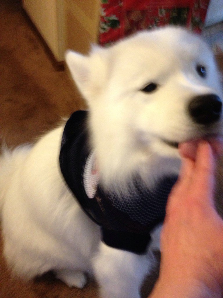 AnitaBA321's tweet photo. #cesar #matchatchy thanks for lovely sweaters butlarge doesn't fit 60lb Samoyed. How u get on St Bernard in ur pics? https://t.co/oma6OKlnWg