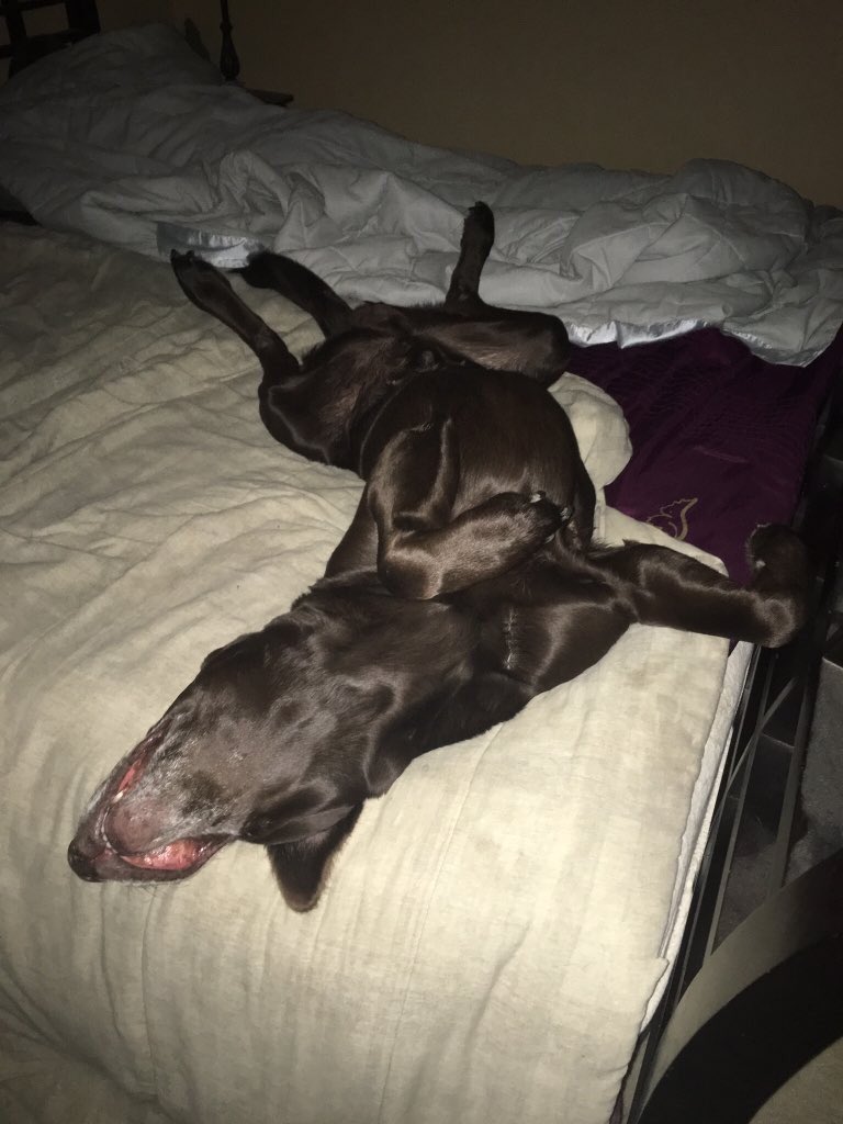 LK_DOGS's tweet photo. After day 2 of finals https://t.co/JjJ1uAdneJ