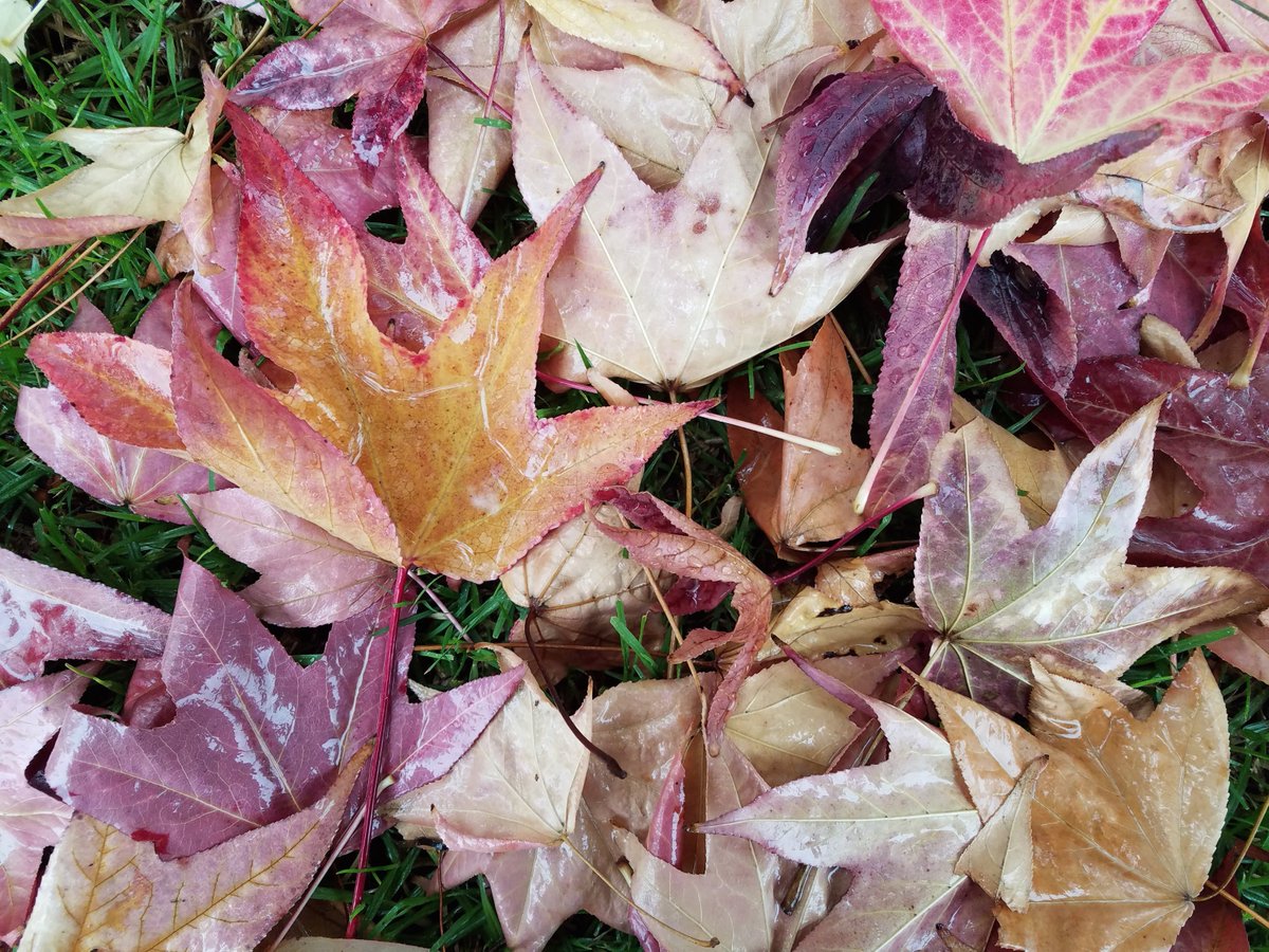 Sleep_Yoga's tweet photo. Loving this #SoCal rain on the 2nd day of #winter !🍂☔️ https://t.co/31HNaMlObI