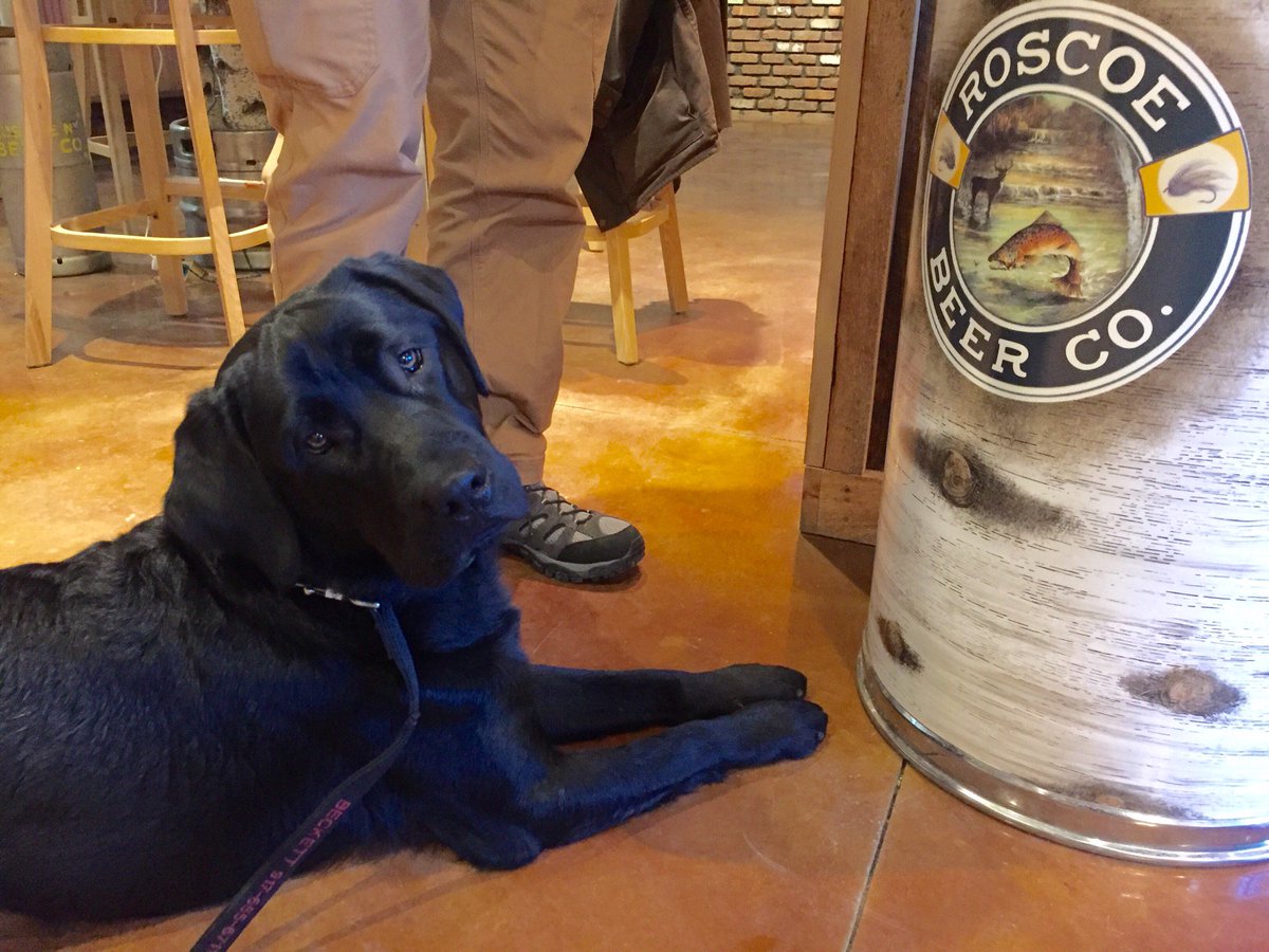 RoscoeBeerCo's tweet photo. Glad to have Beckett stop by there #Roscoe Beer Company! He is a big fan of #TroutTown! #dogsoftwitter #dogs https://t.co/FjyGXd3VoQ