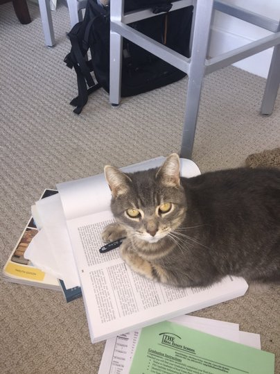 WeatherSavior's tweet photo. ..@JohnBolaris Need to get a Puurr-fect score !! https://t.co/W7OqskA7Ud