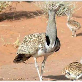 مقناص موريتانيا (@sao4455) on Twitter photo 