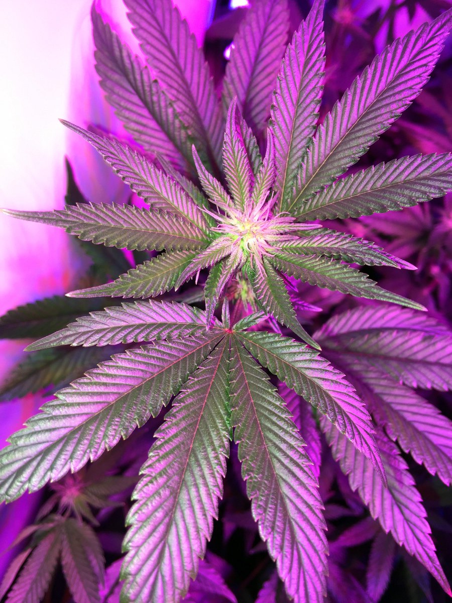ihomegrow's tweet photo. 🌿 Let the flowering begin. #Cannabis #HomeGrown #marijuana #weed #pot #mmj #medicalcannabis #medicalmarijuana #hightimes #weedporn #dope https://t.co/3wxkwsdsKK