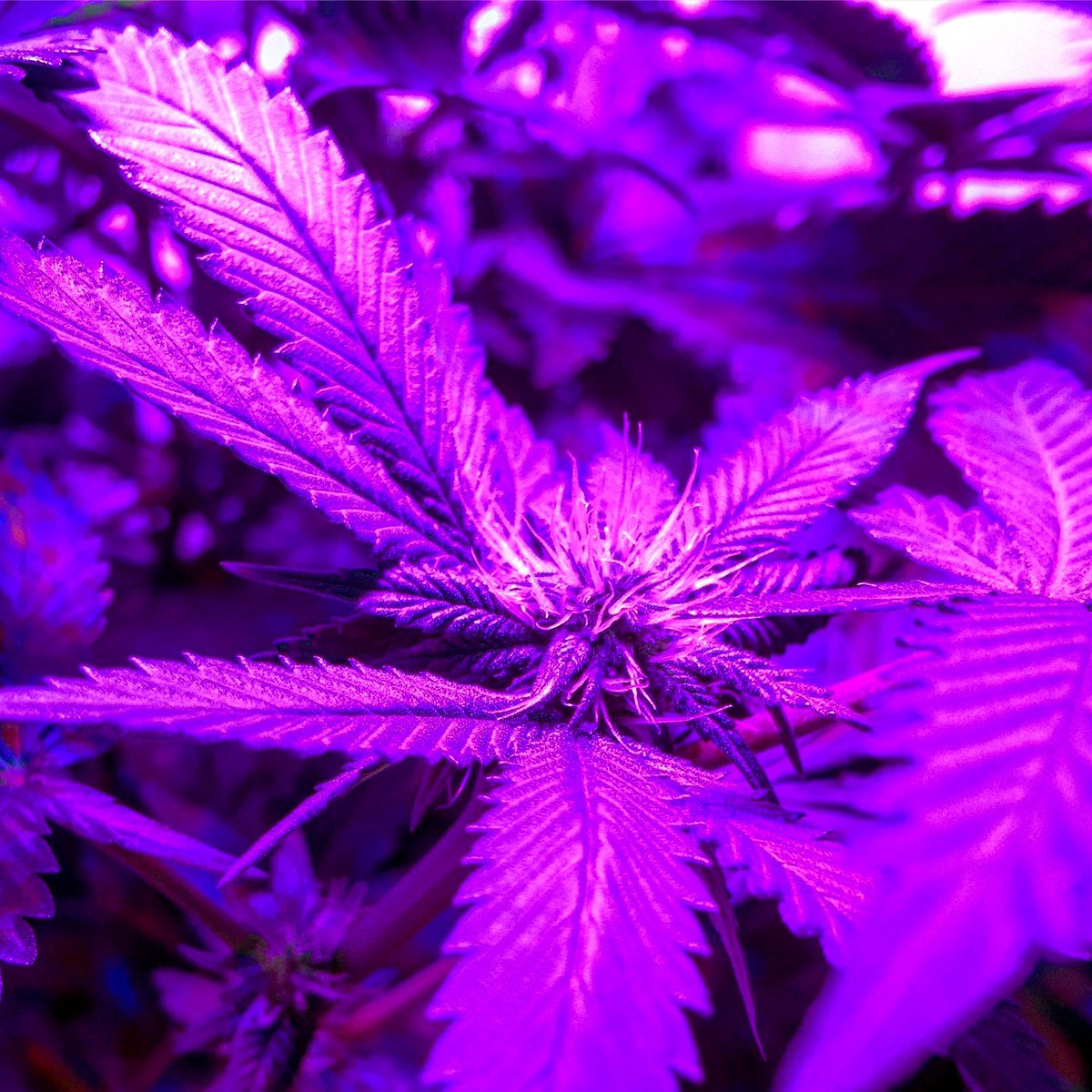 ihomegrow's tweet photo. 🌿 Let the flowering begin. #Cannabis #HomeGrown #marijuana #weed #pot #mmj #medicalcannabis #medicalmarijuana #hightimes #weedporn #dope https://t.co/3wxkwsdsKK