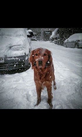 4 yaşında erkek Beg İst 4. Levent Sanayi Mahallesi'nde kaybolmuştur. Boynunda irtibat numarası olan tasması vardı. İletşim: 0541 853 54 72