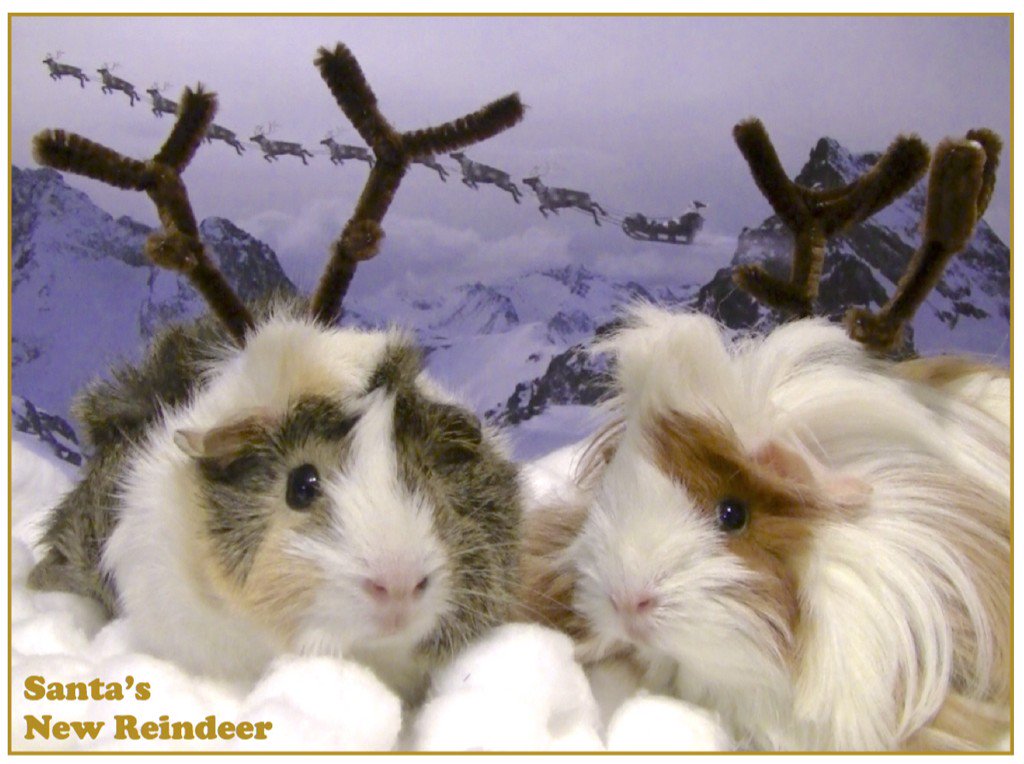 Be_Holy's tweet image. This is the sixth annual guinea pig Christmas card :) Starring Gelica (for Mother Angelica) and Rez (for St Therese)