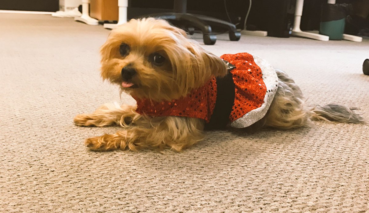 ledgerdocs's tweet photo. Office pooch is dressed up and ready for Christmas. Happy Holidays to our followers and app users &amp; best wishes for 2017 from @ledgerdocs ❤️ https://t.co/L5ss73twsy
