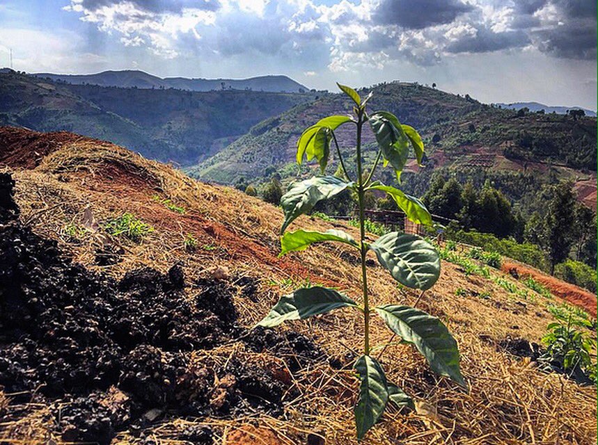 DoGoodCoffee's tweet image. Quick update: We've sold over 70 coffee trees so far!! Now, help us get to 100! #lifechangingcoffee
