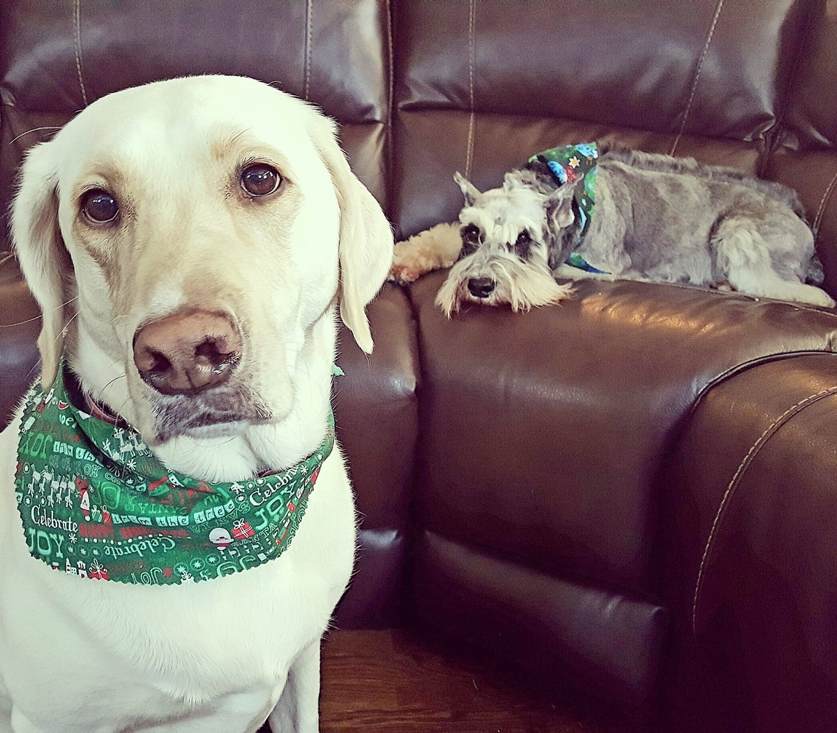 AmandaHMassey's tweet photo. Our dogs love getting groomed by The @PawPatchGA! #mohawk #mobilegroomer #doggroomer #whitelab #schnauzer #ThePawPatch #GA #doglovers #pets https://t.co/mxbiZJl6D2