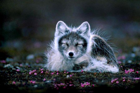 ElPlanetaPhoto's tweet photo. The Arctic Fox lives on the arctic tundra in some of the harshest conditions on Earth. #Nature https://t.co/Fpa5guxozS