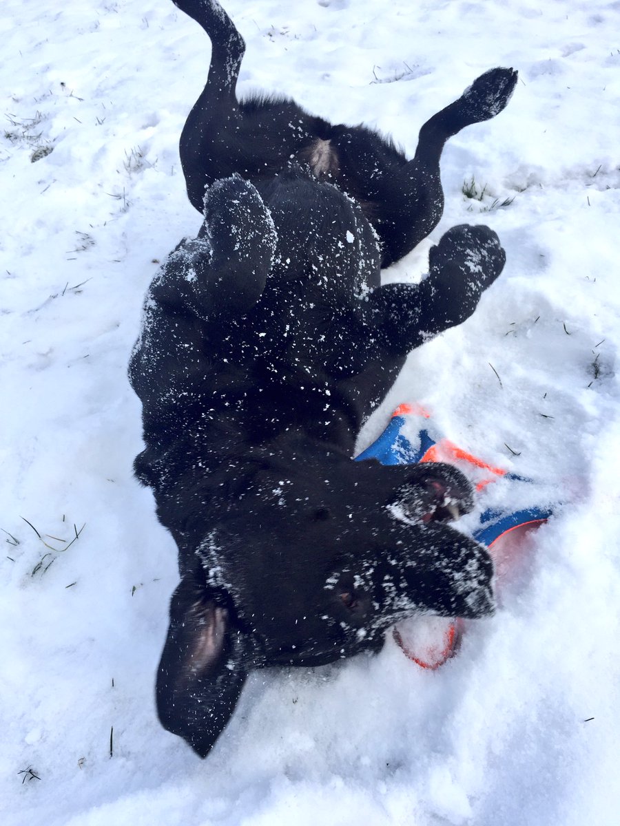 PADSk9Merlot's tweet photo. A well earned roll in the snow after a 2 hour long #forensicchildinterview #stressrelief #facilitydog #interventionk9 #yqr @reginapolice https://t.co/dus8u7MiwQ