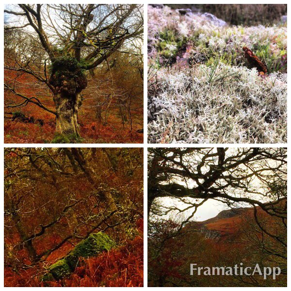 Back to Carngafallt today to finish the <a href="/BirdsongCanAdar/">Birdsong|CânYrAdar</a> <a href="/BBCRadio4/">BBC Radio 4</a> doc which airs in January. Gorgeous rainforest on our doorstep! 🌲🎄🌲