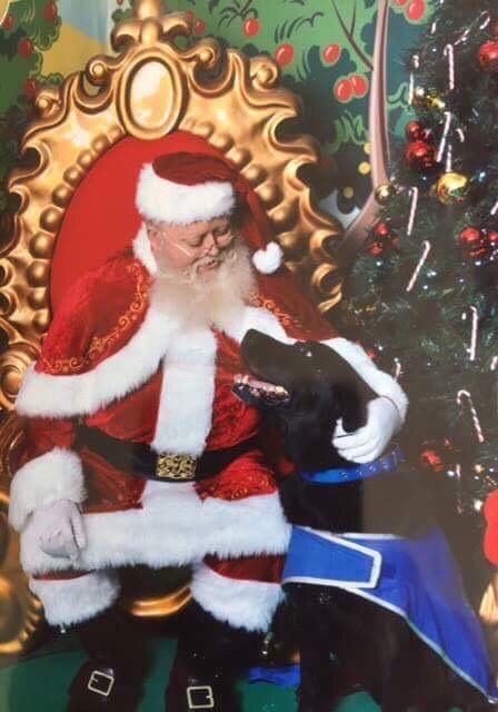 justicenzgovt's tweet image. Happy howlidays from Louie the Tauranga court dog and the rest of the team at Justice.