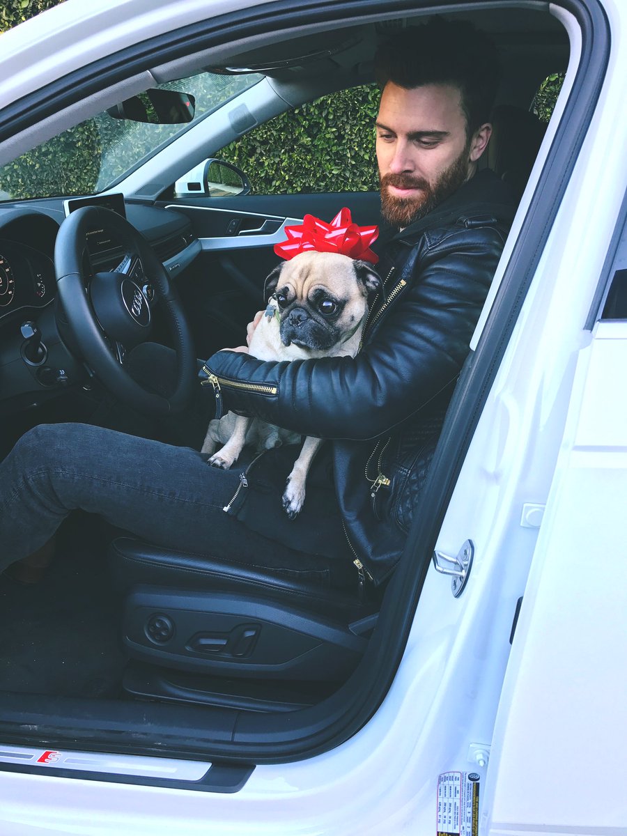 Cruisin with the @audi #A4 with my gift wrapped pug... it's definitely a win win. #audipartner