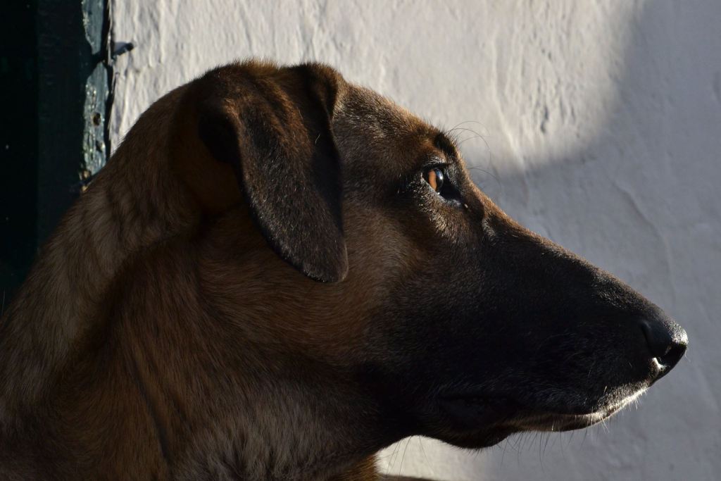 C_Clavijo2_R's tweet image. Peludos al lente animalfotoset.wordpress.com/2016/12/23/pel…