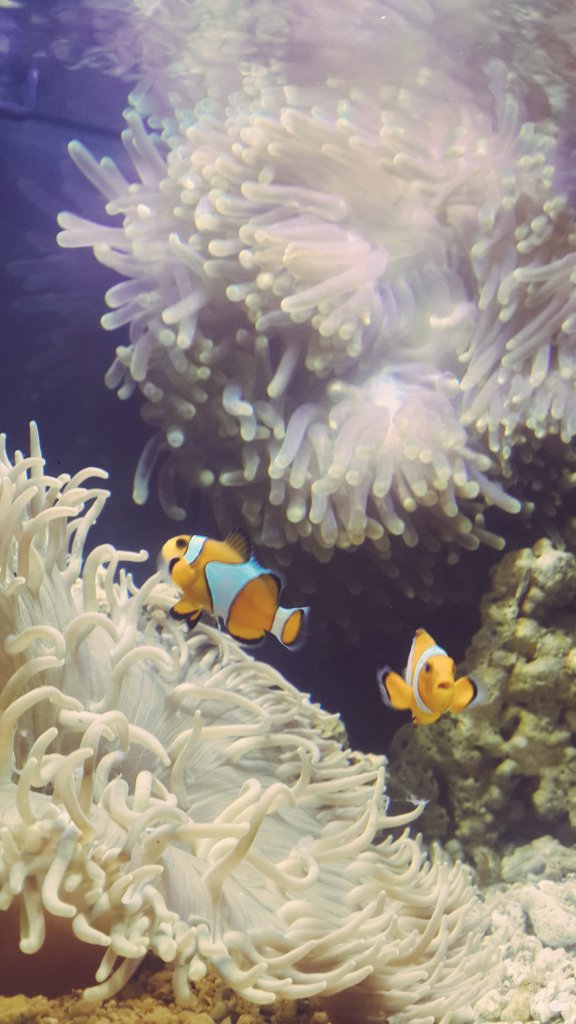 zulpank's tweet image. My nemo 😙 #saltwalter #reeftank #nanotank #anemone #AquariumHolidays